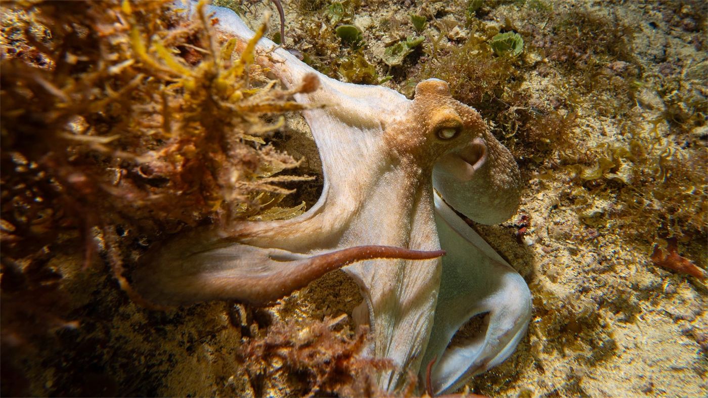 Pulpo en el arrecife