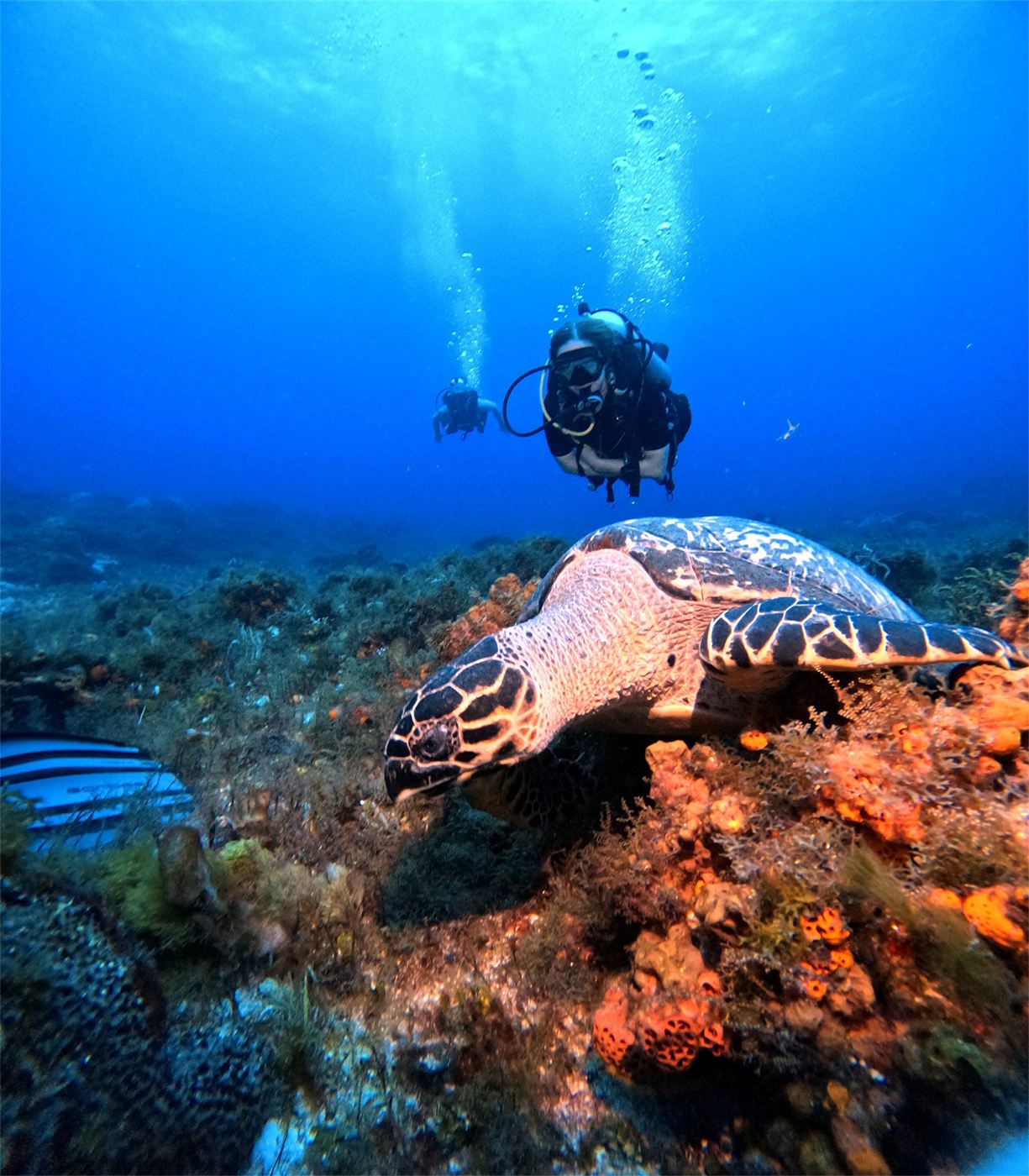 Tortuga carey sobre el arrecife de Cozumel