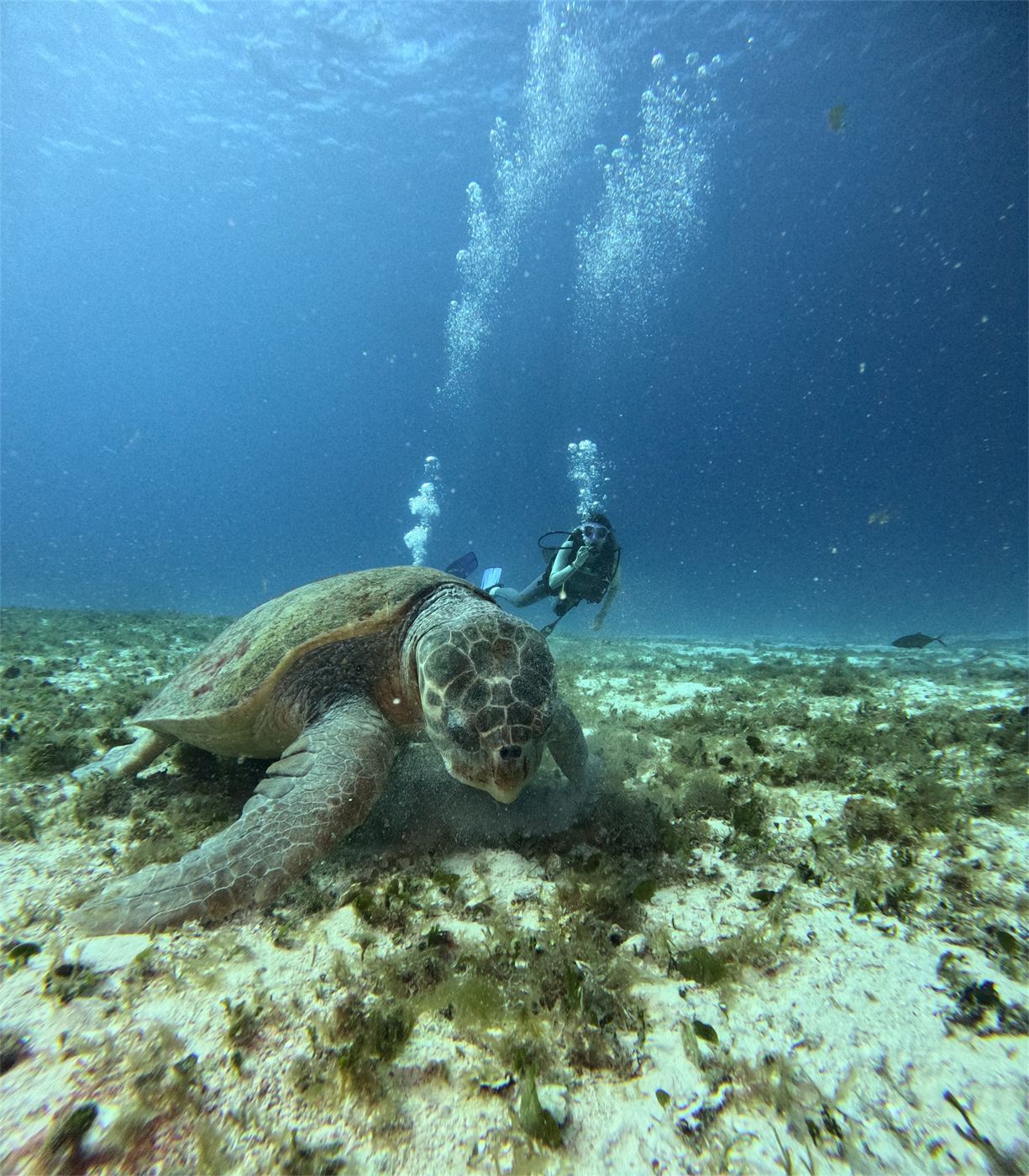 Tortuga verde y buzo en Cozumel